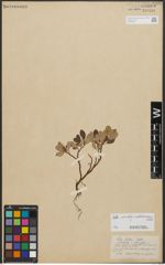 Foto von Salix reticulata L. x Salix waldsteiniana Willd.